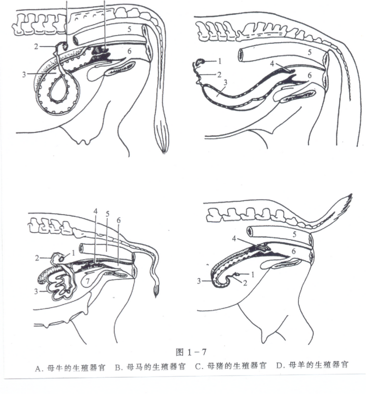 s状弯曲;龟头较尖,沿纵轴略称扭转形,在顶端左侧形成沟,尿道口开于此