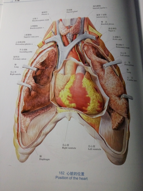 为什么心脏明明在两肺之间并不是在胸腔左侧却都说心脏在人体左侧呢?