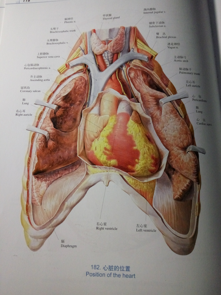 为什么心脏明明在两肺之间并不是在胸腔左侧却都说心脏在人体左侧呢