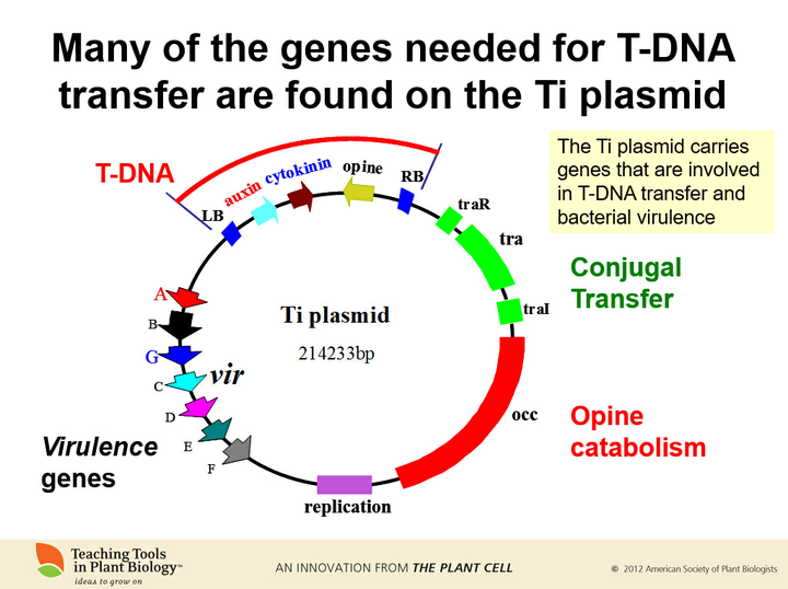 农杆菌转化法中,ti质粒中的t-dna是如何插入目标染色体的dna中的?