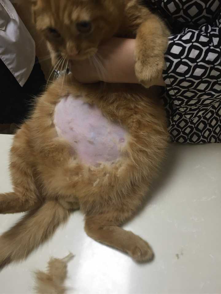 猫得了fip传染性腹膜炎真的是无药可医了么?