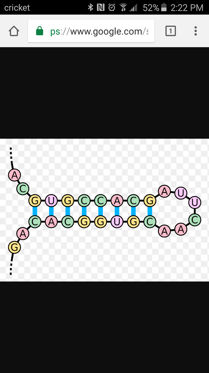 为什么 rna 双链很稳定,但是生物体内 rna 都是单链的