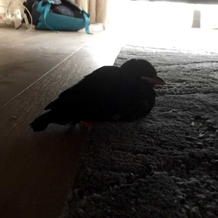 如何养一只宠物乌鸦?
