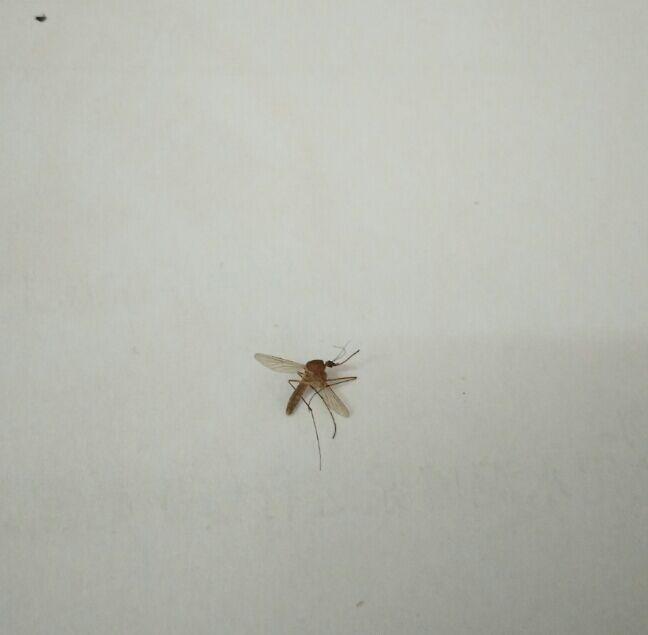工地四月份被我拍死的蚊子