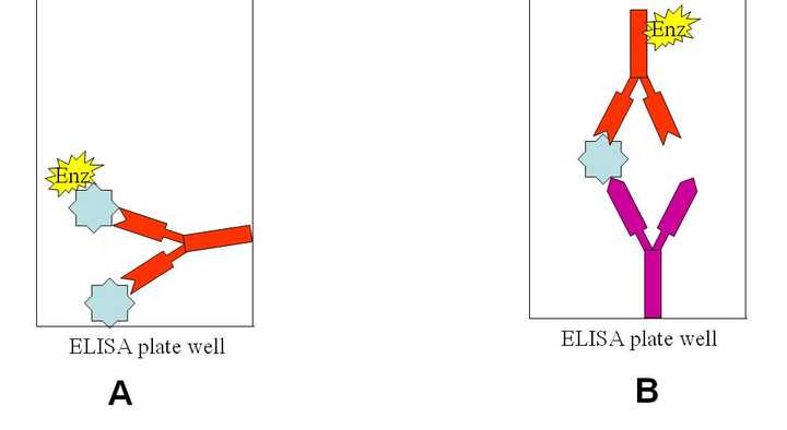 elisa双抗原夹心法中,酶标板固定了抗原,抗体加进孔里