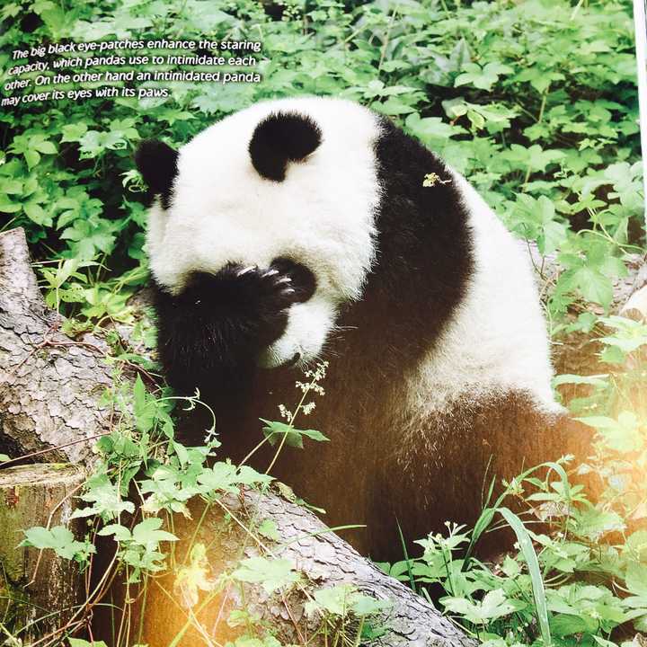 你有哪些收藏来反复看的大熊猫(giant panda 的图片?