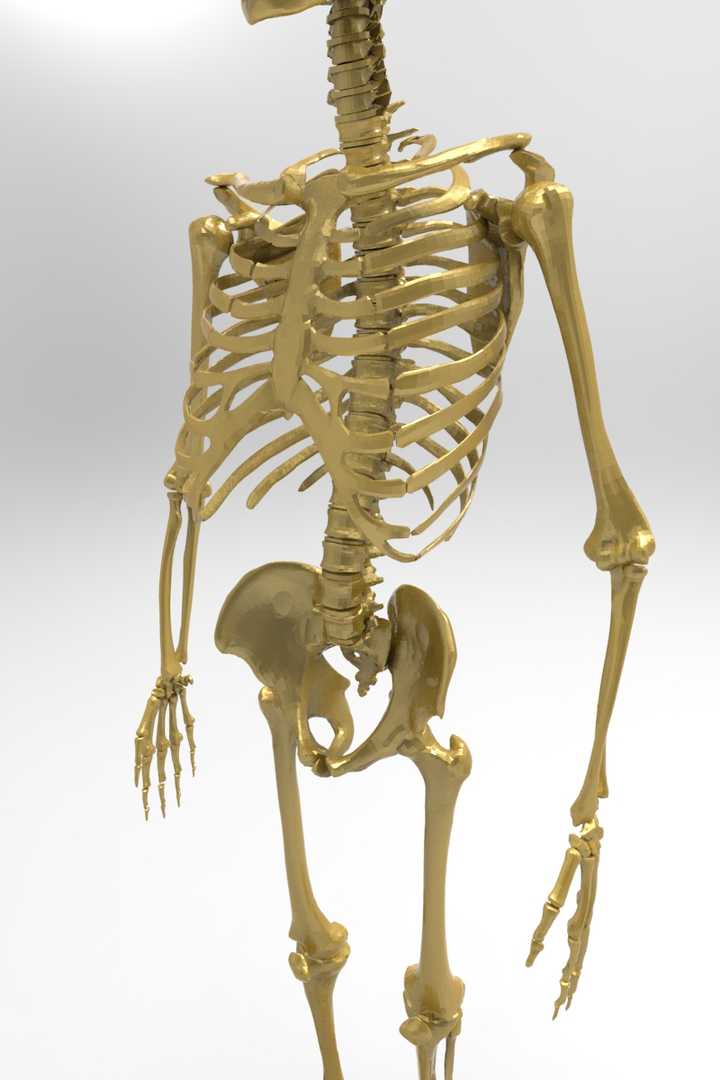 谢邀,目测是渲染图,刚好刚刚无聊测试材质库,渲染了几张人体骨架的