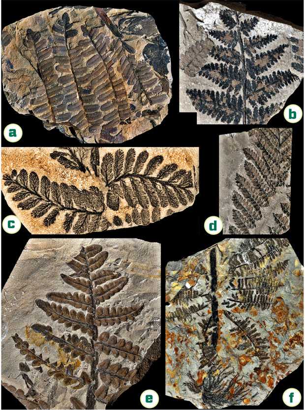 3亿年前二叠纪蒙古的蕨类植物化石