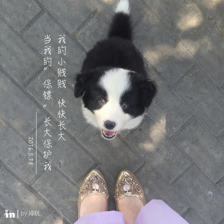 我养的边牧,感觉没有小时候可爱了,长残了