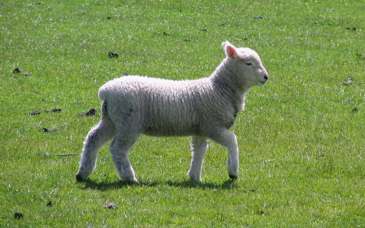 bedlington terrier 贝灵顿梗