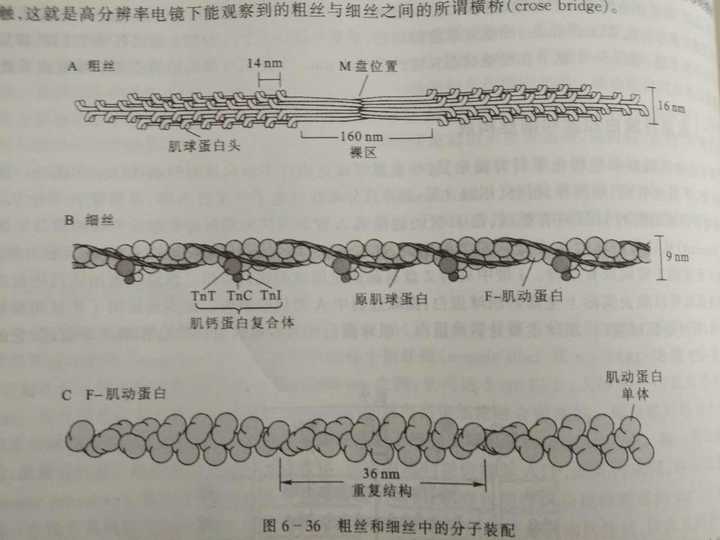 放几张图,让大家更容易了解 肌纤维与肌原纤维 肌球蛋白和肌动蛋白