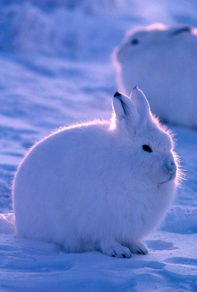 北极兔,有幸在极地馆见过一次~实在是非常可爱