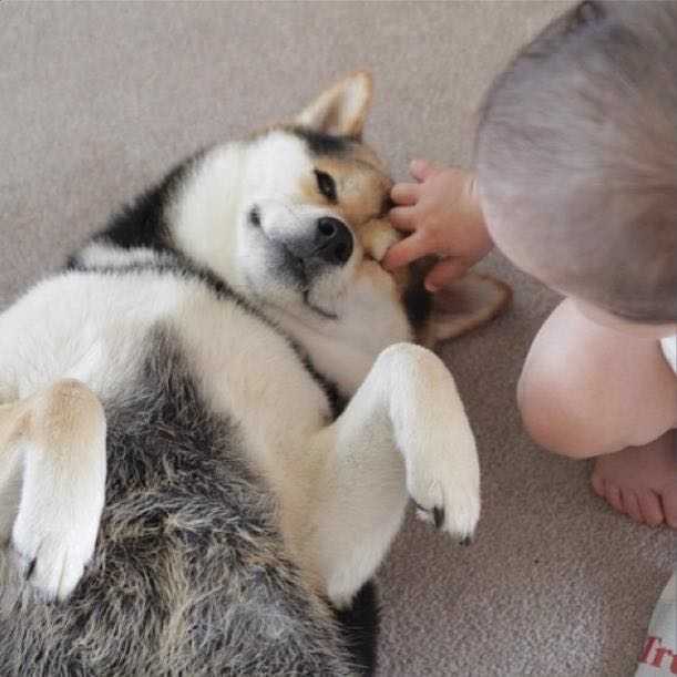 中华田园犬柴犬和秋田犬的区别是什么