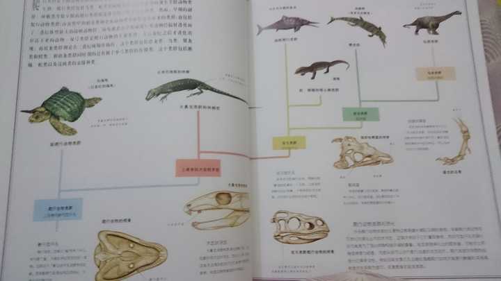 爬行动物的演化支