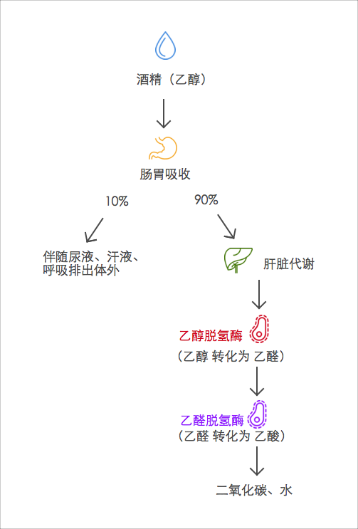 乙醇脱氢酶, 乙醛脱氢酶.