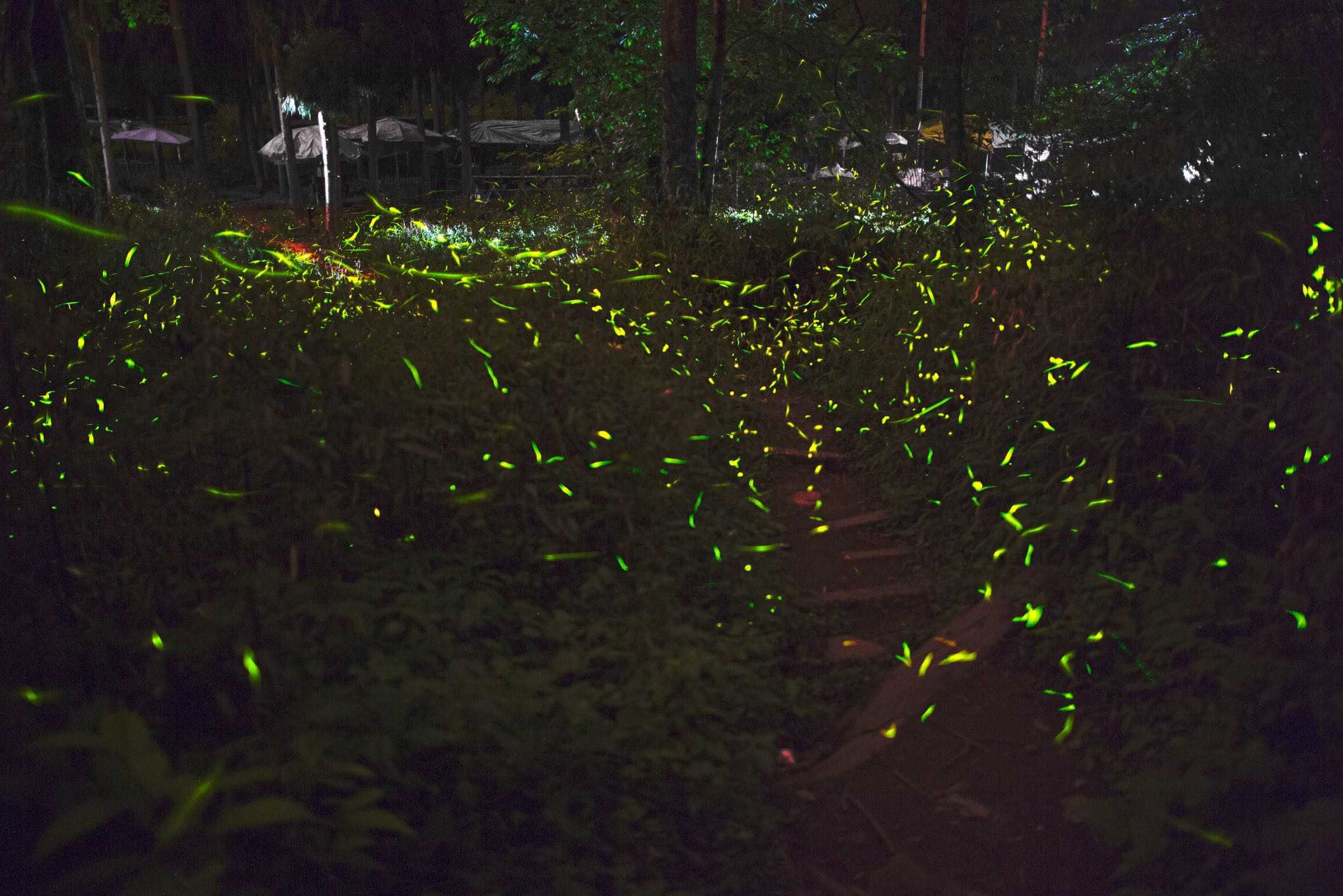 成都市的下属一个叫邛崃天台山的地方可以看到成片的萤火虫飞舞的景象
