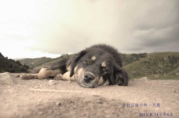 川藏线上遇到的一个流浪狗,孤独的趴在三四千米高的垭口看着来往的