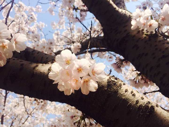 如何区别桃花,杏花,李花,樱花,梨花和梅花?