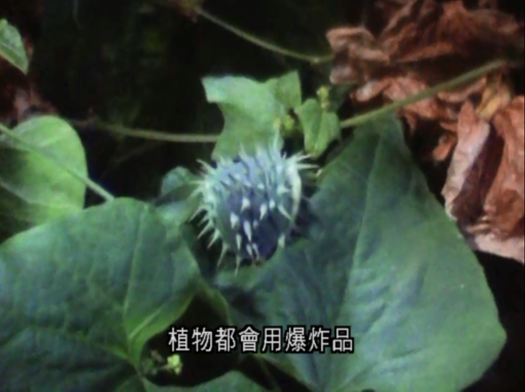 《the private life of plants》