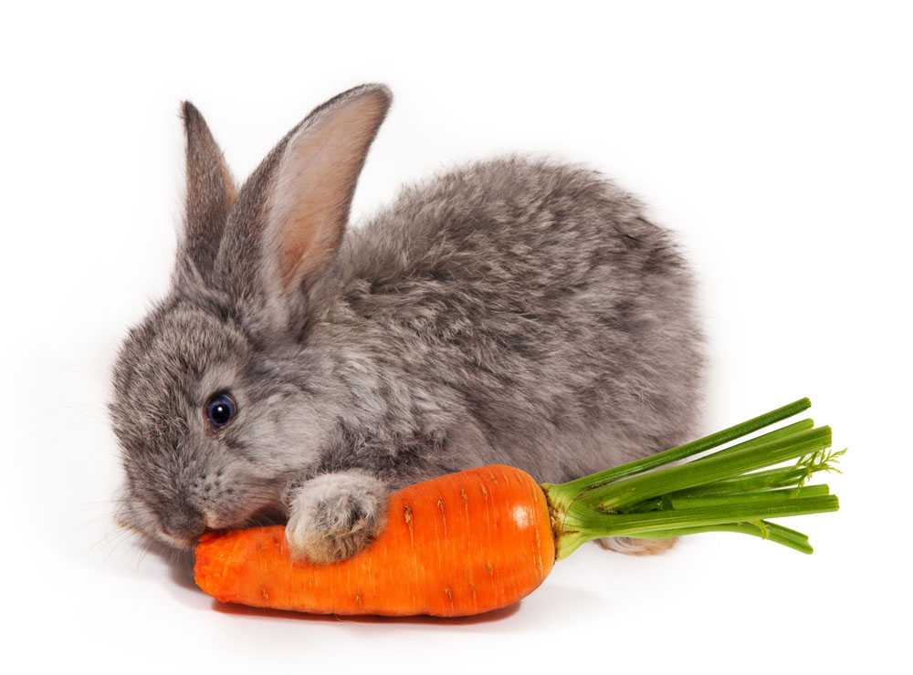 胡萝卜烧兔肉 每次吃都想象一只正在啃胡萝卜的兔子被整个剁了
