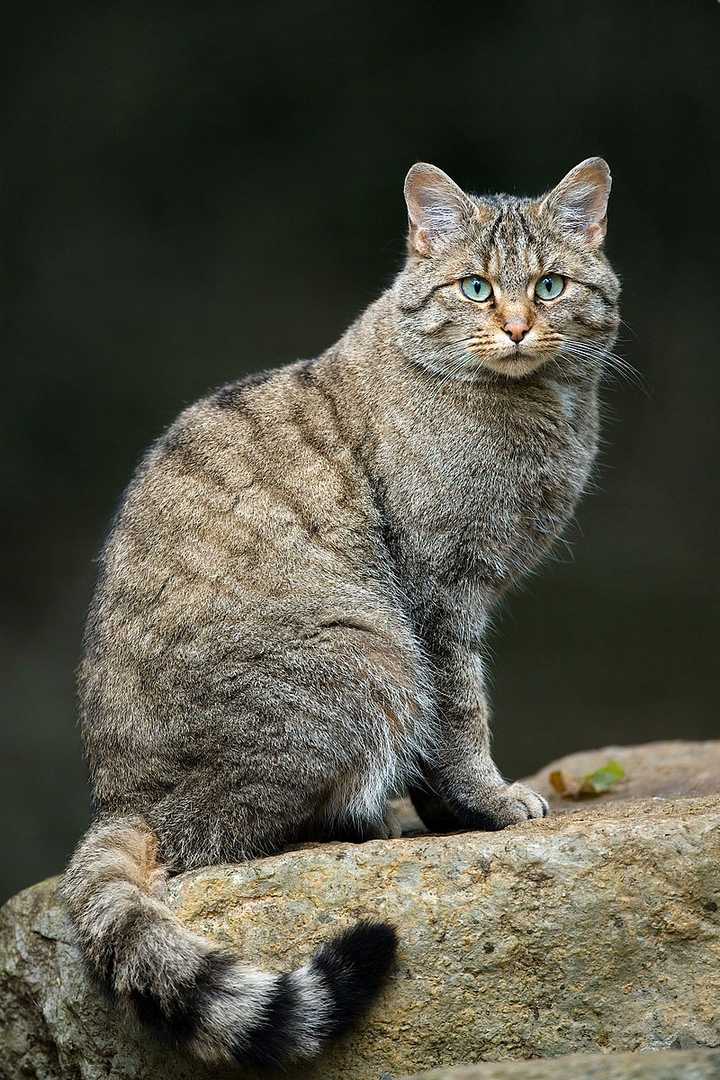 这是家猫的祖先野猫( felis silvestris) 由lviatour - 自己的作品