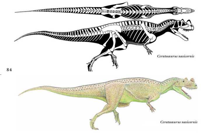 角鼻龙(ceratosaurus gregory s.paul绘制