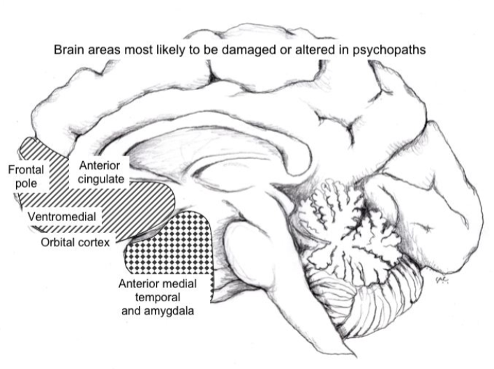 前扣带皮层(anterior cingulate cortex:和认知,自我调节,操作性条件