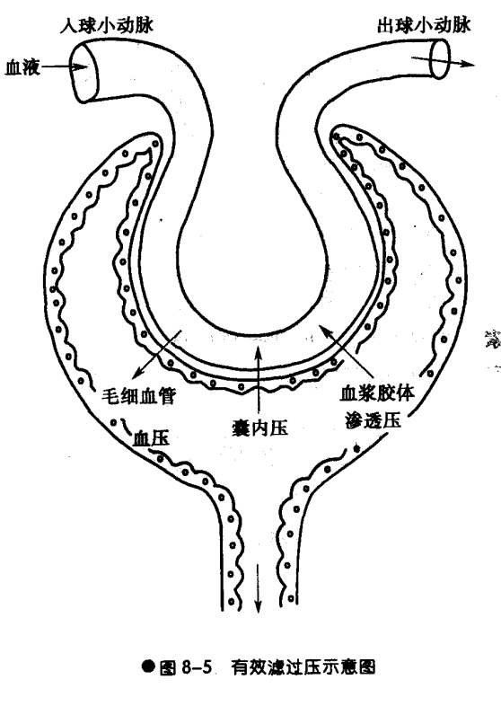 毛细血管基膜;第三层,所在部位的某一组织的某一层,比如气血屏障里的