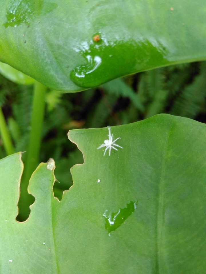 求大神鉴定一种像蒲公英小伞的虫子▽