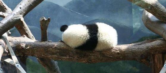 你有哪些熊猫背影的萌图