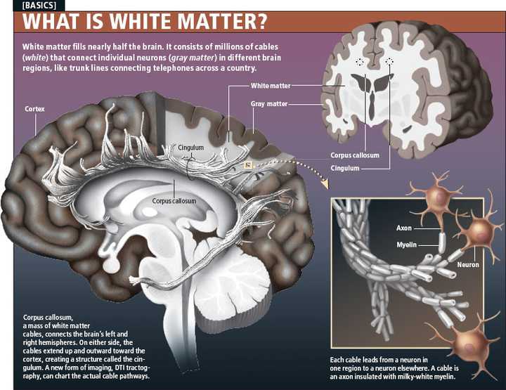 大体来说,人的大脑可以分为灰质(grey matter) 和白质(white matter).