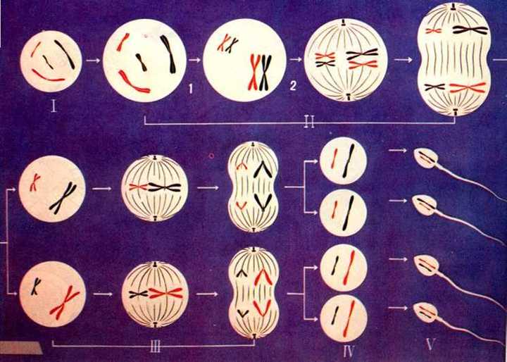 高中生物,如何区别有丝分裂各期与减数分裂一期二期的