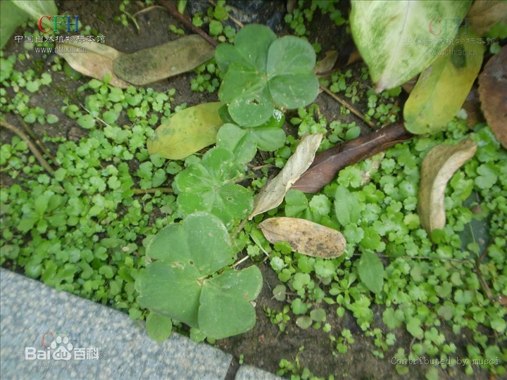 草坪上的草学名是什么?