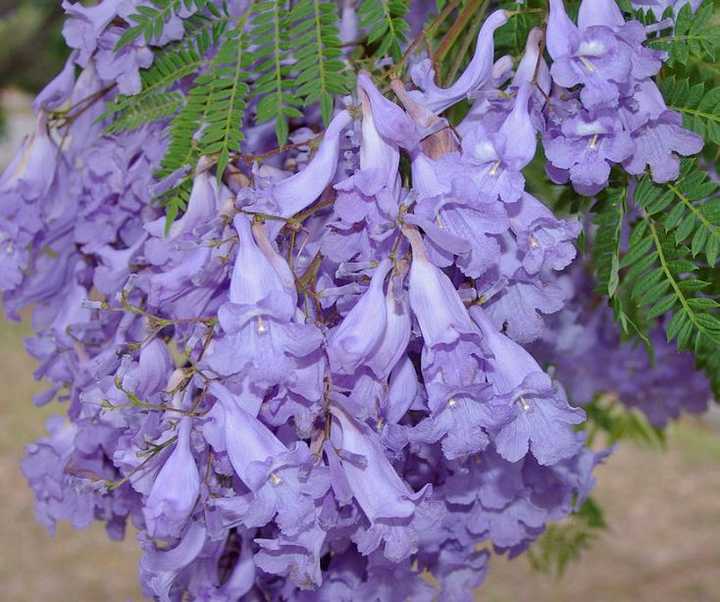 徐长卿紫萱龙葵(红)景天(蓝)花楹重楼 没错 这是 仙剑奇侠传