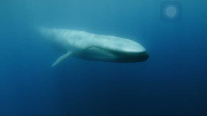 如何评价 bbc 纪录片《猎捕》(the hunt)?