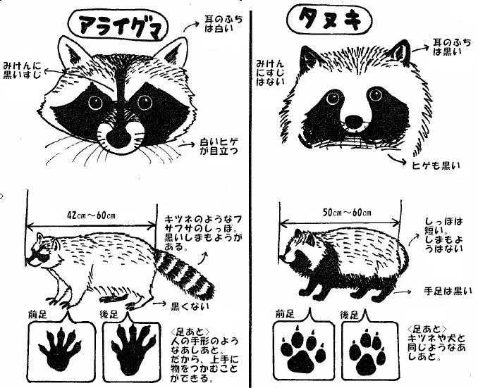 为什么说哆啦a梦像「狸猫」?日本动漫里出现的「狸猫」是什么动物?