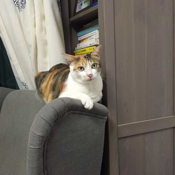 中华田园猫的颜值有多高?