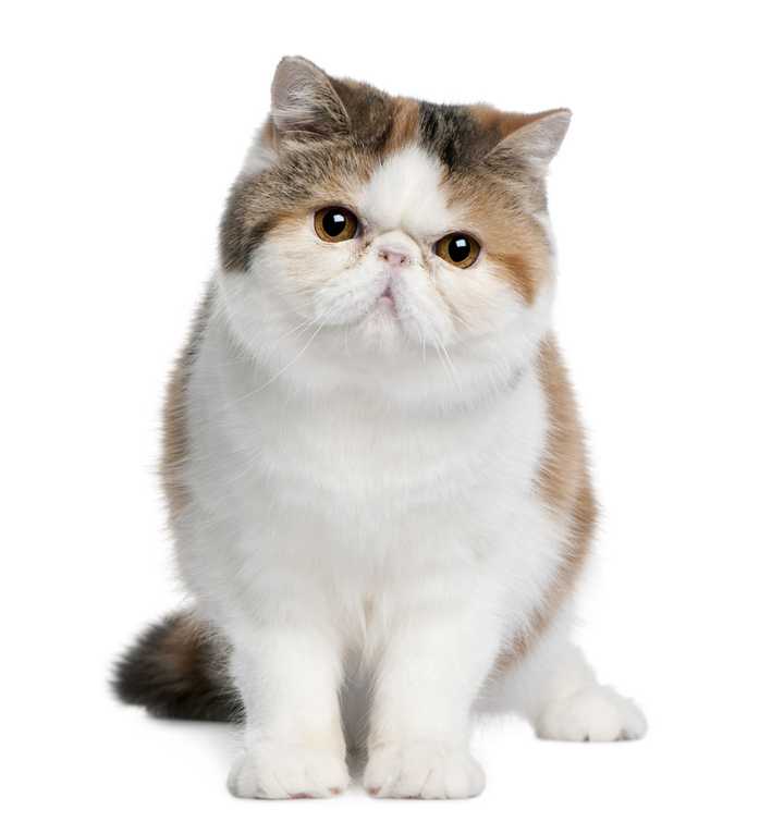 加菲猫是波斯猫的一种吗?还是两种猫的混血?听说加菲不是一个品种?