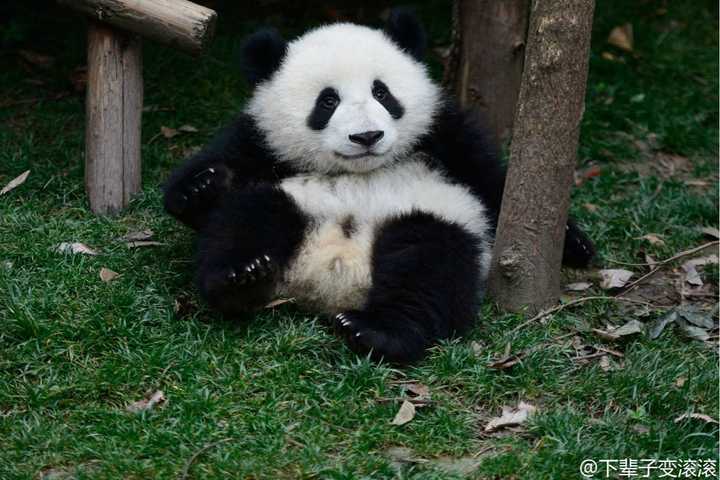 如何评价熊猫萌兰(萌三蛋)(>ω *)?