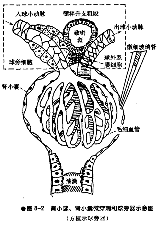 肾脏是如何排泄废物的?