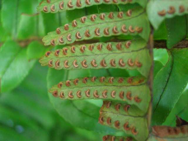 通常肉眼所见到的绿色蕨类植物即是它的孢子体(2n),孢子体上产生孢子