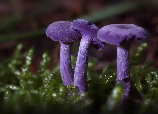 紫蜡菇