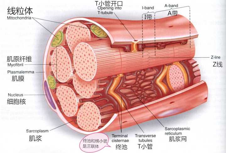 切开肌外膜后,可以看见许多由结缔组织包绕的肌纤维束——肌束 包绕