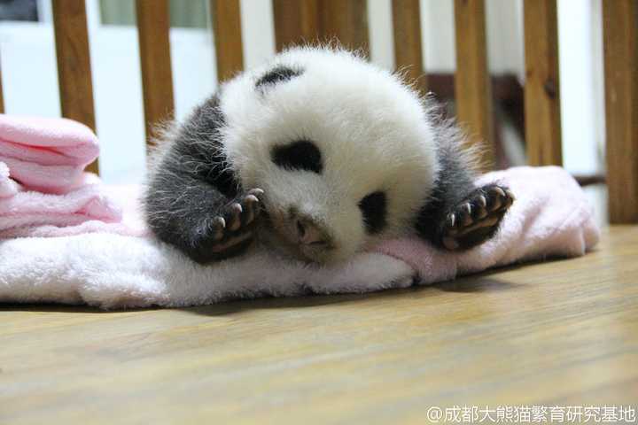 9宽屏脸啦,不怎么关注熊猫的肯定也看过一个小熊猫越狱被卡头的蠢萌