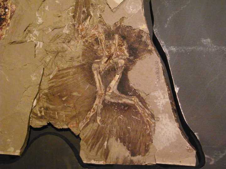 北票龙(beipiaosaurus),一种镰刀龙类.化石上棕色的部分就是羽毛.