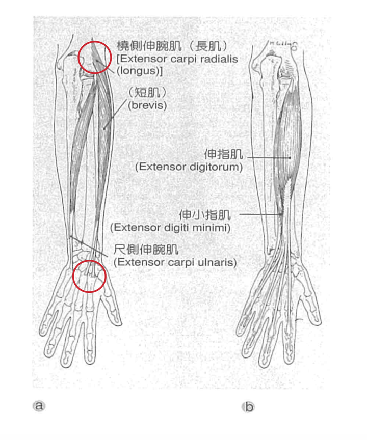 如何专门锻炼小臂上的肌肉?