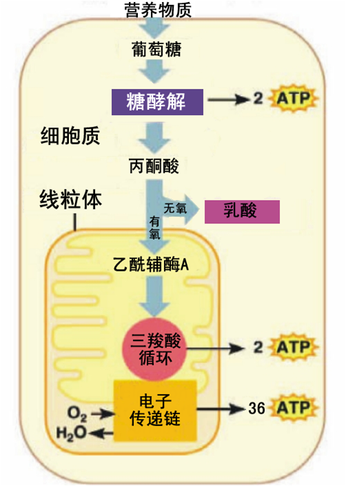 笼统地讲,这个过程分两部分:糖酵解和氧化磷酸化.