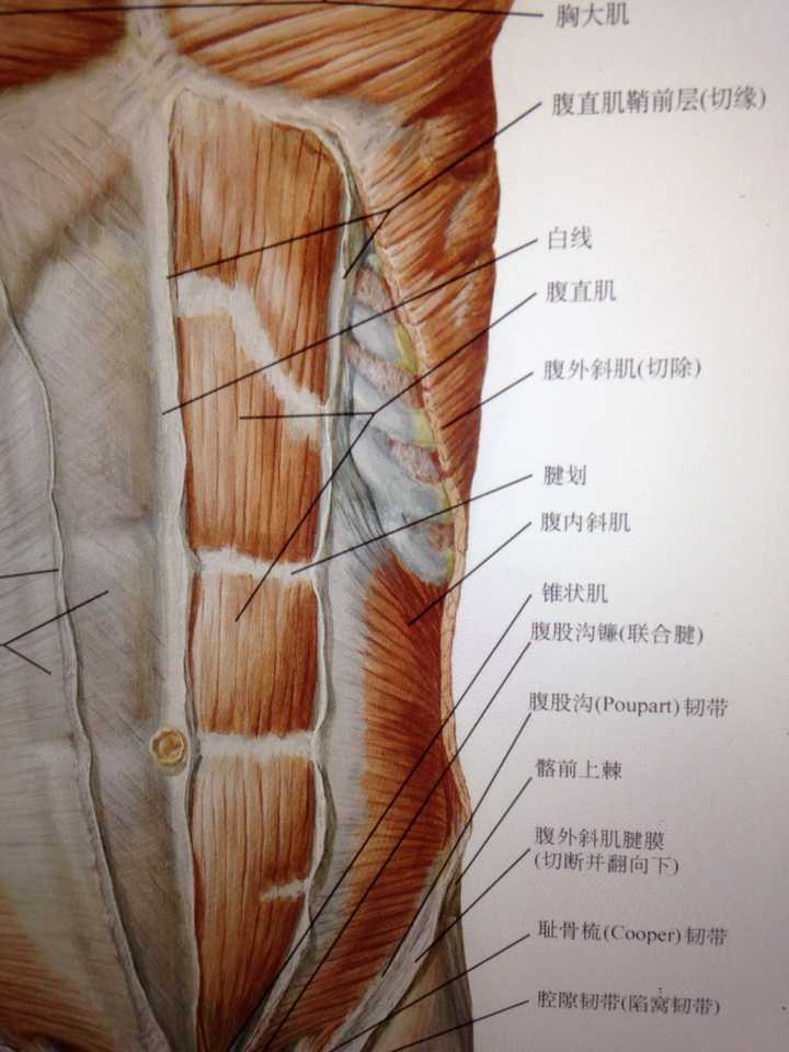 腹肌的中缝是怎么形成的?