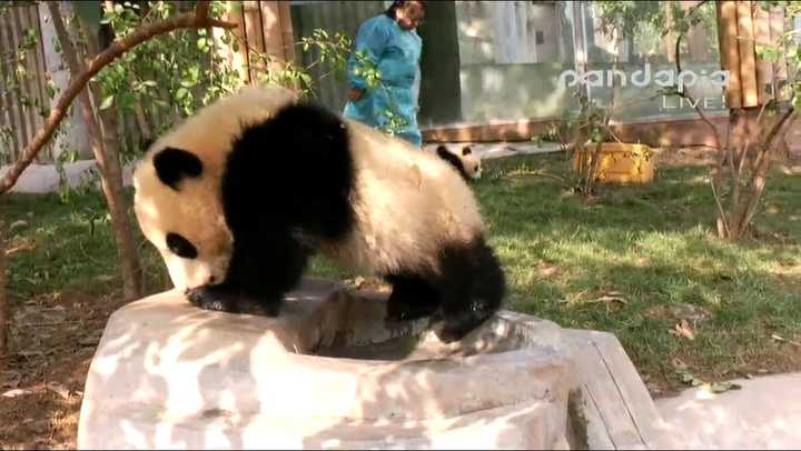 你有哪些收藏来反复看的大熊猫 (giant panda) 的图片