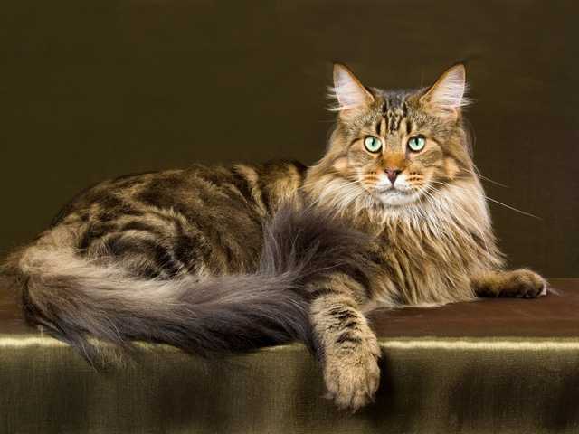 西伯利亚猫,挪威森林猫,缅因猫的区别? - 知乎